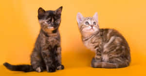 Captivating Australian Mist Cat In A Relaxed Posture Wallpaper