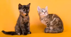 Captivating Australian Mist Cat In A Relaxed Posture Wallpaper