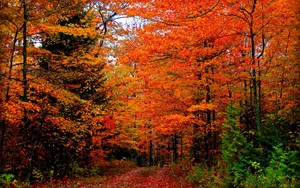 Captivating Autumn Colors In A Serene Forest Wallpaper