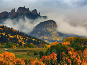 Captivating Autumn Colors In The Forest Wallpaper