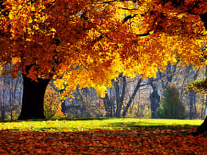 Captivating Autumn Wind Wallpaper