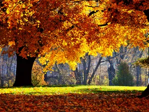 Captivating Autumn Wind Wallpaper