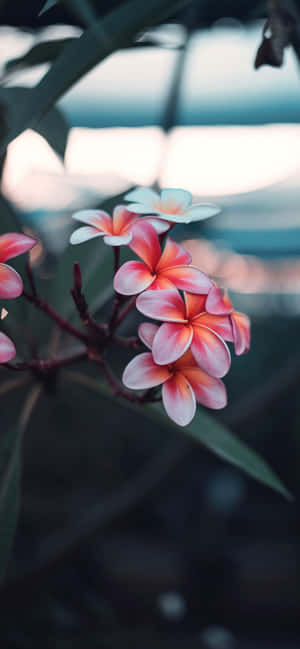 Captivating Beauty In Bloom Wallpaper