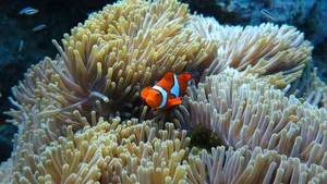 Captivating Beauty Of A Clownfish Wallpaper