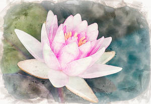 Captivating Beauty Of A Water Lily Wallpaper