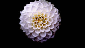 Captivating Beauty Of Dahlia 'sweet Nathalie' Wallpaper