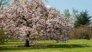 Captivating Beauty Of Flower Tree Wallpaper