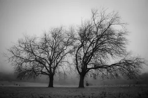 Captivating Black And White Landscape Scene Wallpaper