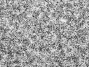 Captivating Black And White Texture Wallpaper Wallpaper