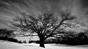 Captivating Black And White Tree Silhouette Wallpaper