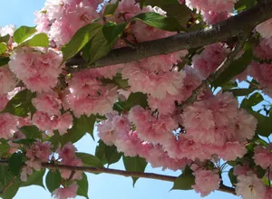 Captivating Blooming Trees At Sunset Wallpaper