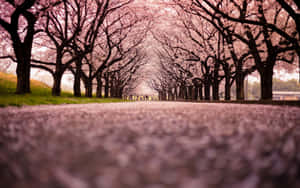 Captivating Blooming Trees During Springtime Wallpaper