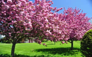 Captivating Blooming Trees In Spring Wallpaper