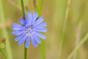 Captivating Blooms Of Summer Wallpaper