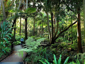 Captivating Botanical Garden Path Wallpaper