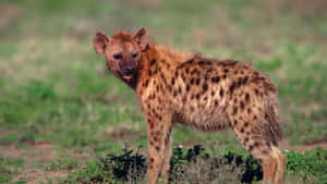 Captivating Brown Hyena In Its Natural Habitat Wallpaper