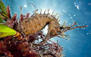 Captivating Brown Seahorse Wallpaper