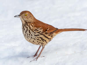 Captivating Brown Thrasher Perching On A Branch Wallpaper