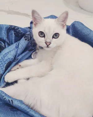 Captivating Burmilla Cat Adorably Lounging Indoors Wallpaper