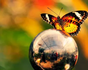 Captivating Butterfly Fluttering Amongst Vibrant Foliage Wallpaper