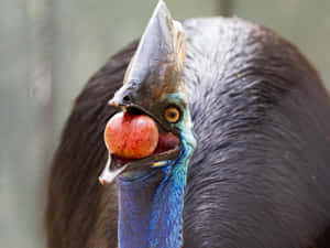 Captivating Cassowary In Its Natural Habitat Wallpaper