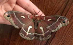 Captivating Cecropia Silkmoth On Mountains Wallpaper