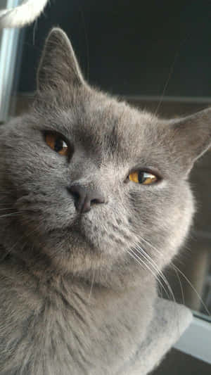 Captivating Chartreux Cat Wallpaper