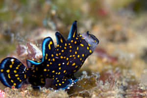 Captivating Close-up Of A Frogfish Wallpaper