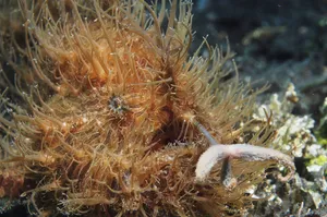 Captivating Close-up Of A Vibrant Frogfish Wallpaper