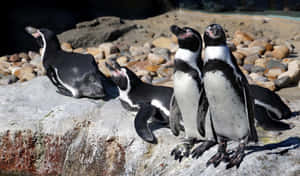 Captivating Close-up Snapshot Of A Galapagos Penguin Wallpaper