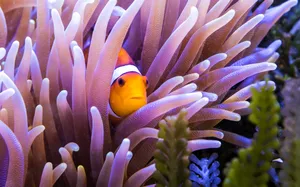 Captivating Clownfish Dancing In Coral Reefs Wallpaper