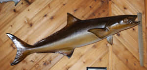 Captivating Cobia Underwater Wallpaper