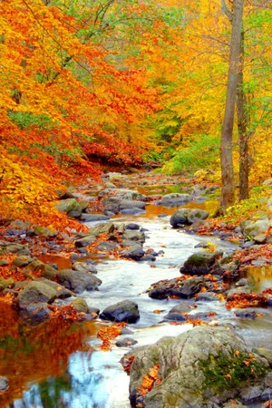 Captivating Colors Of Autumn Wallpaper