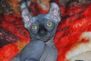 Captivating Elf Cat Posing With Whiskers Raised Wallpaper