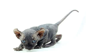 Captivating Elf Cat With Striking Eyes Wallpaper