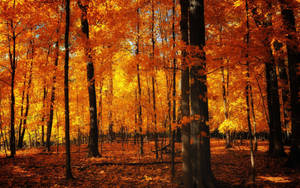 Captivating Fall Aesthetic In Orange Tones Wallpaper