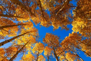 Captivating Fall Colors In Nature Scene Wallpaper
