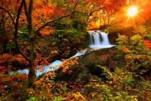 Captivating Fall Colors In The Forest Wallpaper