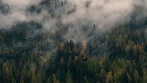 Captivating Fall Mist In A Serene Forest Wallpaper