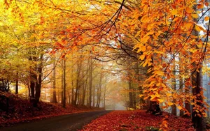 Captivating Fall Trees In Their Autumn Glory Wallpaper
