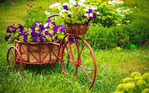 Captivating Flower Cart In Full Bloom Wallpaper