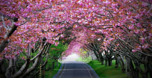 Captivating Flower Tree Wallpaper