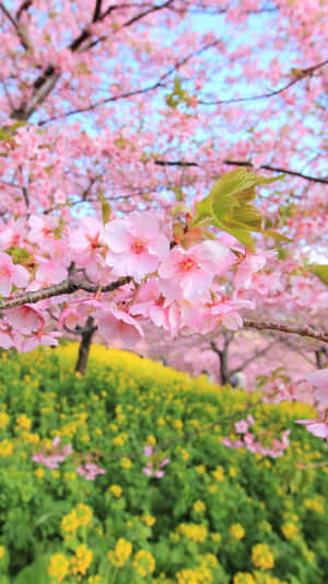 Captivating Flower Tree In Full Bloom Wallpaper