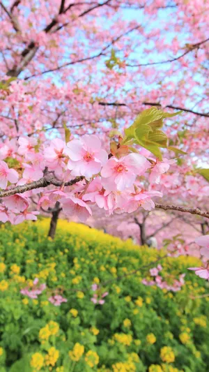 Captivating Flower Tree In Full Bloom Wallpaper