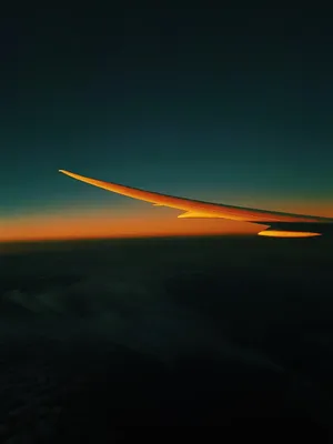 Captivating Forest Ambience Wallpaper