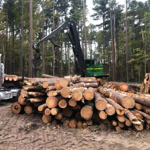 Captivating Forest Conservation Efforts Wallpaper