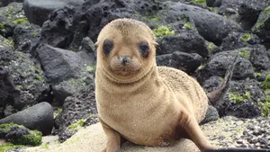 Captivating Fur Seal Of The Galapagos Islands Wallpaper