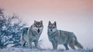 Captivating Gaze: A Fierce And Majestic Wolf In The Wild Wallpaper