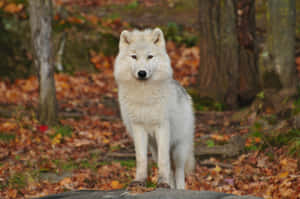 Captivating Gaze: A Majestic Wolf In The Wild Wallpaper