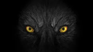 Captivating Gaze Of A Wolf Wallpaper